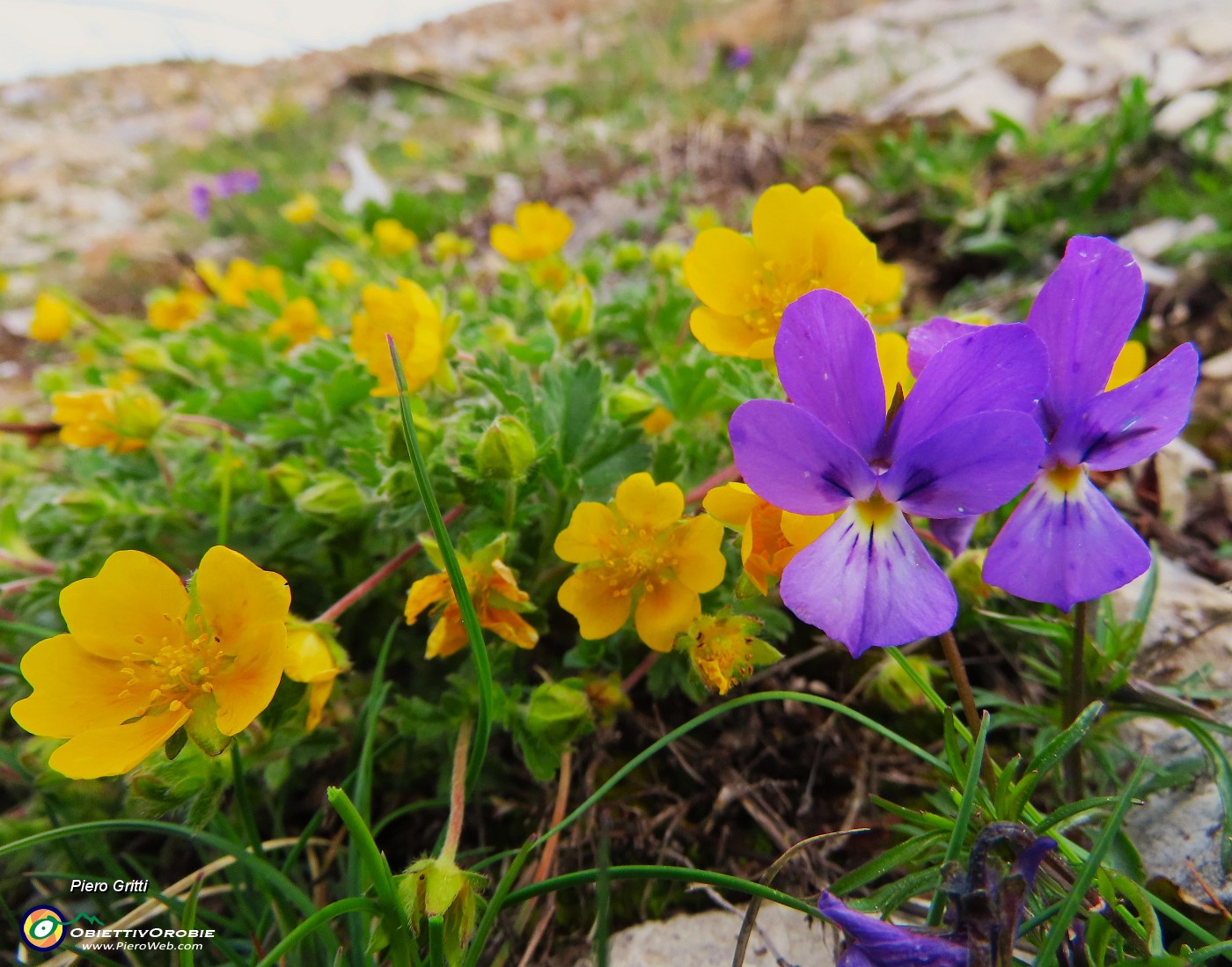 06 Potentilla reptans (Cinquefoglia comune) con Viola dubyana (Viola di Duby).JPG